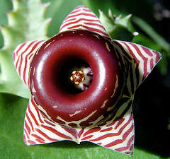 Succulent  1 Plant Huernia Zebrina