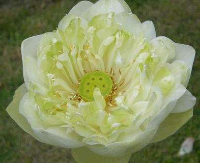 LOTUS 1SEED Nelumbo Nucifera Plaenum White