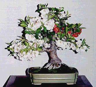 Chaenomeles Japonica 10 seeds "Flowering quince"