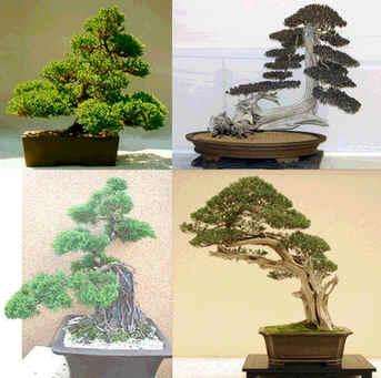 Juniperus chinensis 10 seed "Chinese juniper"