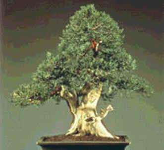 Tsuga heterophylla 5 seed "Western hemlock" RARE