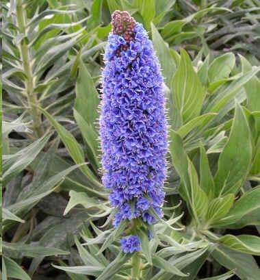 Echium fastuosum 10 seed "Pride of Madeira"