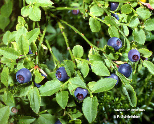 Vaccinium myrtillus 20 seed "Billberry"