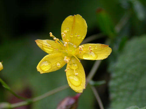 Hypericum 1 Plant "St. John's wort"