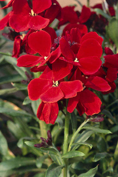 Erysimum cheiranthus 50 seeds "Blood red wallflower"