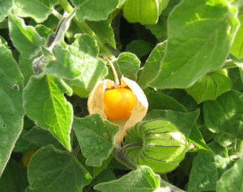 Physalis pubescens 15 seeds "Pineapple ground cherry"