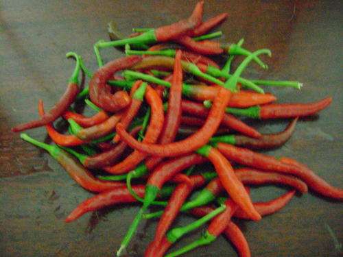 Pepper hot: Red Thai pepper 15 seeds