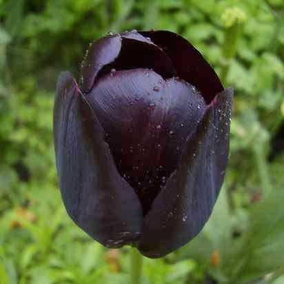 IMPORTED TULIP 1 BULB- QUEEN OF THE NIGHT