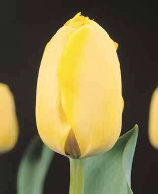 IMPORTED TULIP 1 BULB- GOLDEN APELDOORN