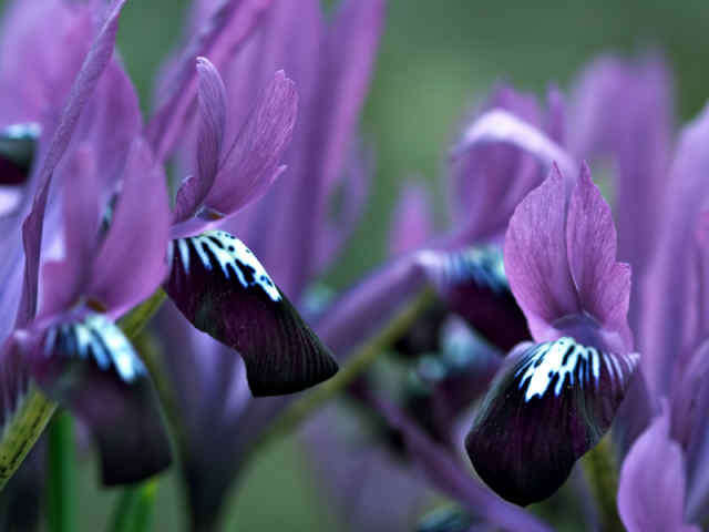 IRIS RETICALATA- PURPLE GEM 3 BULBS
