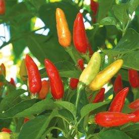 Hot pepper 10 seeds "Tabasco"
