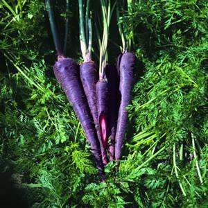 Carrot 25 seeds "Purple haze"