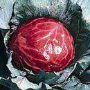 Cabbage 100 seeds "Mammoth red rock"