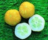 Lemon cucumber 10 seeds