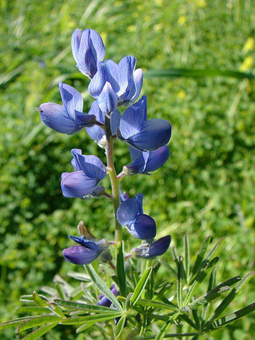 Lupin 40 seeds + free seed