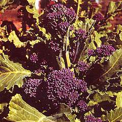 Broccoli- 30 seeds "Early Purple sprouting"