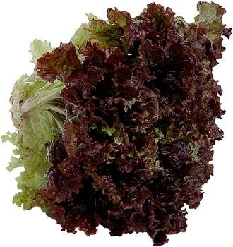 Lettuce- 150 seeds "Ruby Red"