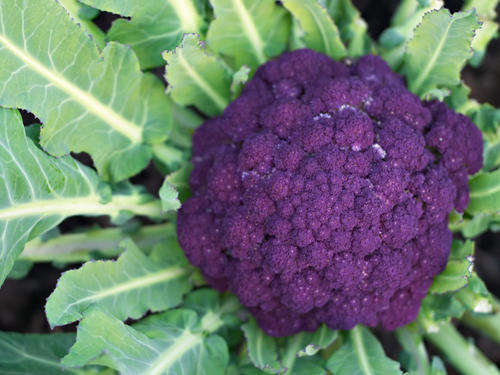 Cauliflower 50 seed "Purple Cape"