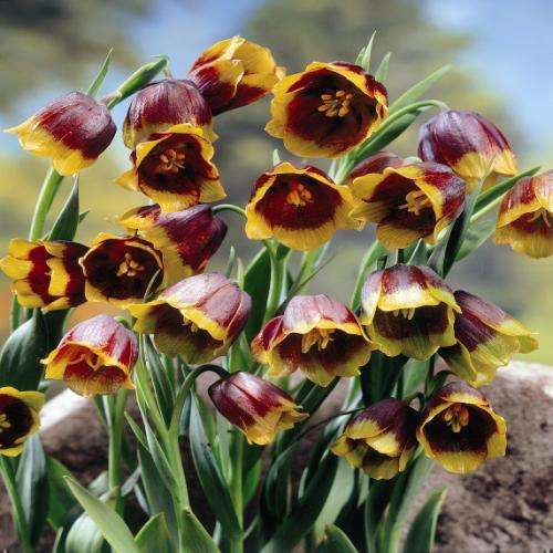 EXTREMELY RARE BULBS- Fritillaria 3 Bulbs "Foxs Grape"