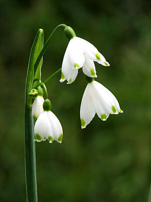 Leucojum aestivum 5 bulbs "Summer snowflake"