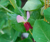 Pea 5 seeds "Dwarf gray sugar"