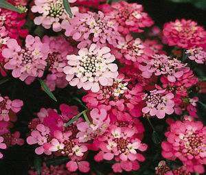 Iberis Umbellata 50 seed "Candytuft- tall"