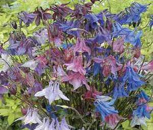 Aquilegia Vulgaris 20 seeds "Dwarf Columbine"
