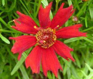 Coreopsis tinctoria 75 seeds "Coreopsis Red Dwarf"