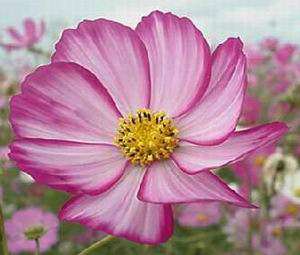 COSMOS Bipinnatus 100 SEEDS "COSMOS BLUSH"