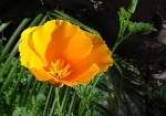 Eschscholzia Californica 100+ seed "California poppy mix"