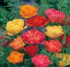 Escholzia californica 50 seeds "California- Mission bells"