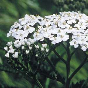 Achillea Millefolium  200+ seeds "White yarrow"