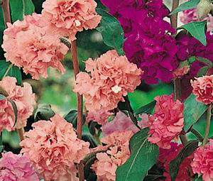 Clarkia Unguiculata 150+ seeds "Mountain Garland"