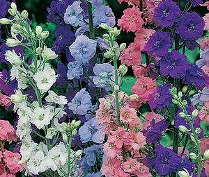 Delphinium Ajacis 50 seeds "Rocket Larkspur"