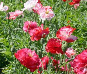 Papaver Rhoeas 200 seeds "Shirley Poppy Double"