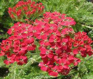 Achillea Millefolium  50 seeds "Red yarrow"