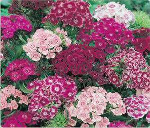 Dianthus Barbatus 50 seeds "Sweet William"