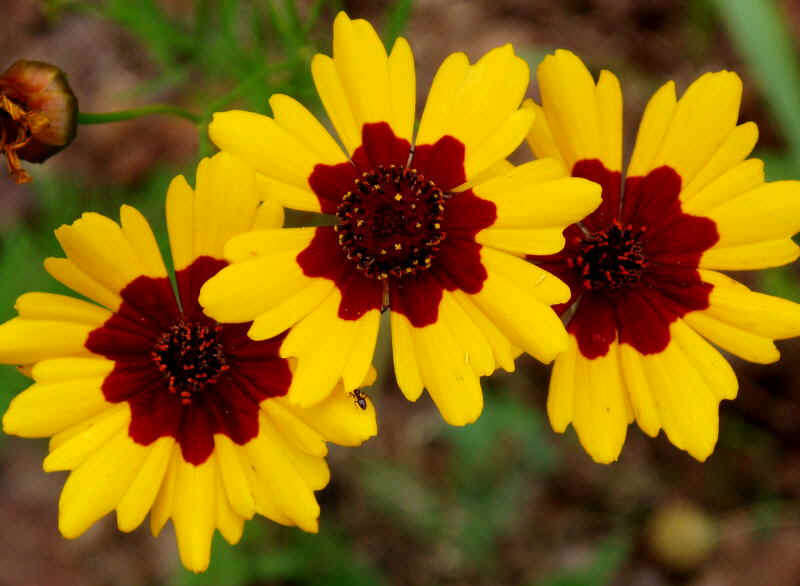 Coreopsis Tinctoria 200 seeds "Plains Coreopsis"