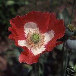 Papaver somniferum 50seeds "Daneborg poppy"