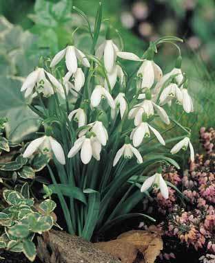 GALANTHUS NIVALIS 4 Bulbs "Sowdrops"