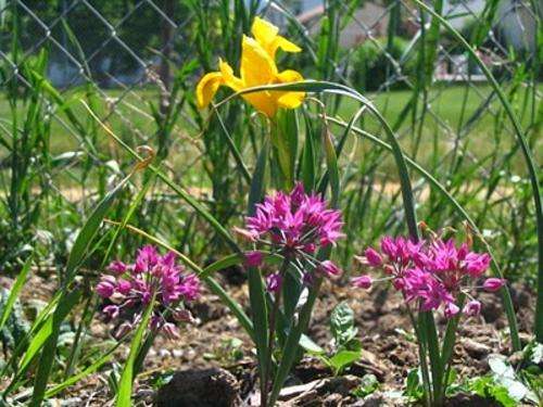 Allium 1 bulb "Rosy Bells"