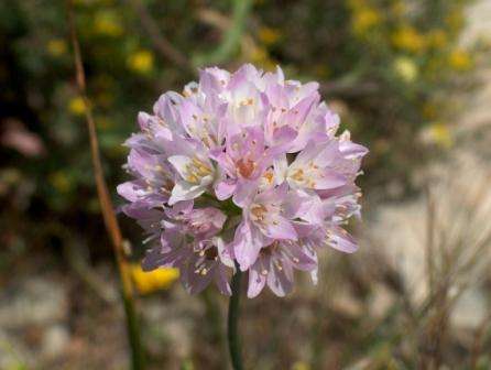 Allium 1 bulb "Rosy Garlic"