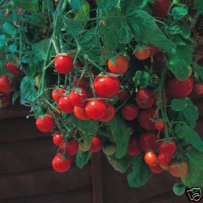 Tomato 5 SEEDS "Tumbling Tom"