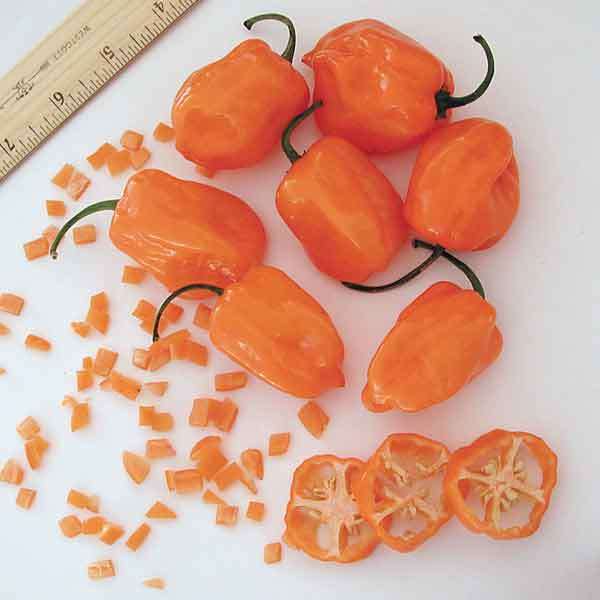 Hot pepper 25 seeds "Habanero Orange"