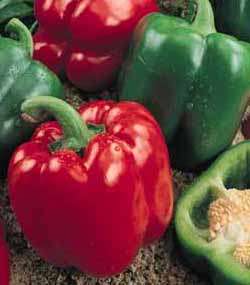 Sweet pepper 15 seeds "Yolo wonder"