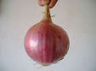 Onion 200+ seeds "Sivan"
