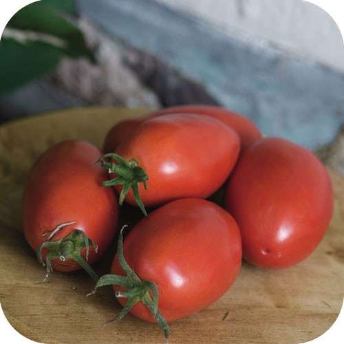 Tomato 15 SEEDS "Amish paste"