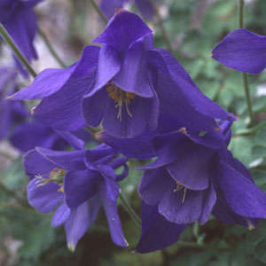 Aquilegia yabeana 10 seeds "Deep blue columbine"RARE