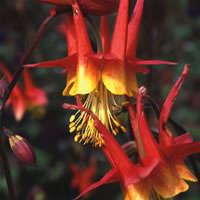 Aquilegia skinneri 10 seeds "Red Columbine"