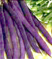 Beans 10 seeds "Royalty purple"
